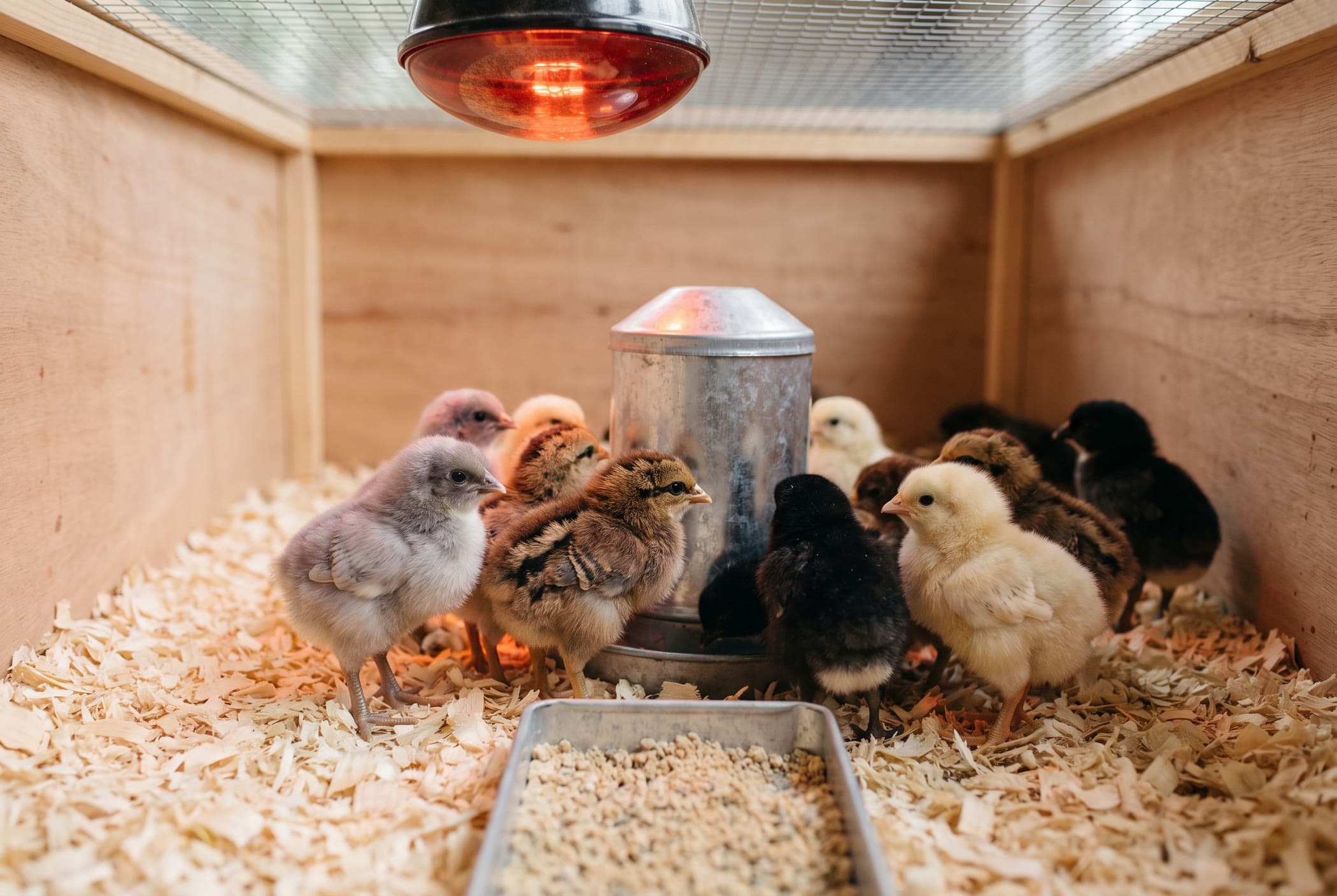 Day-old chicks gathered around a waterer on pine shavings under a warm brooder lamp