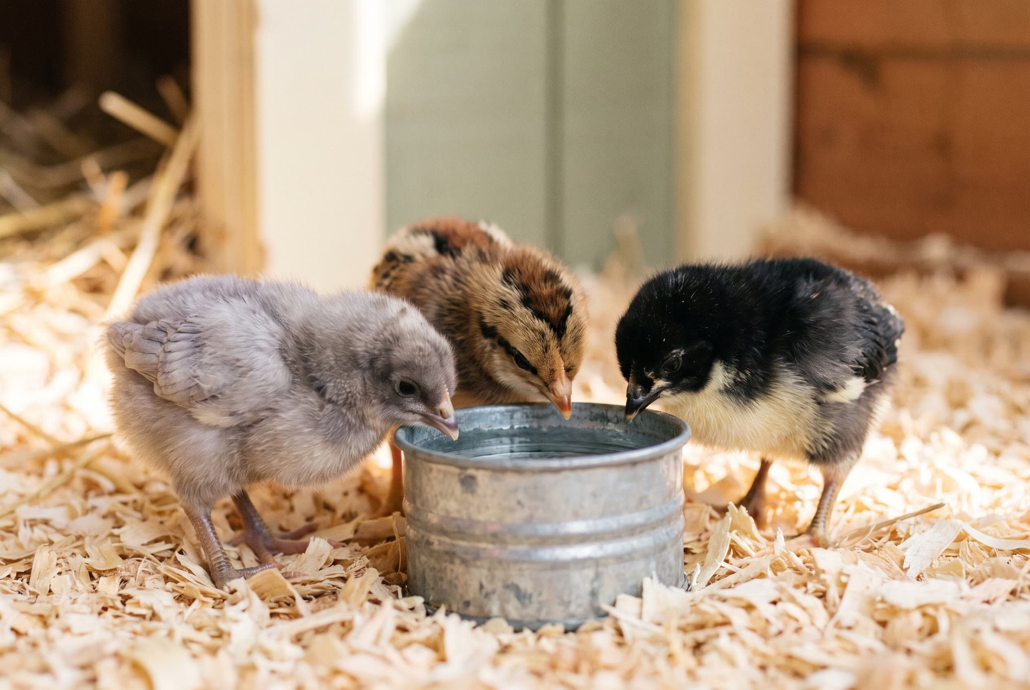 Three day-old chicks drinking from a small galvanized waterer on pine shavings