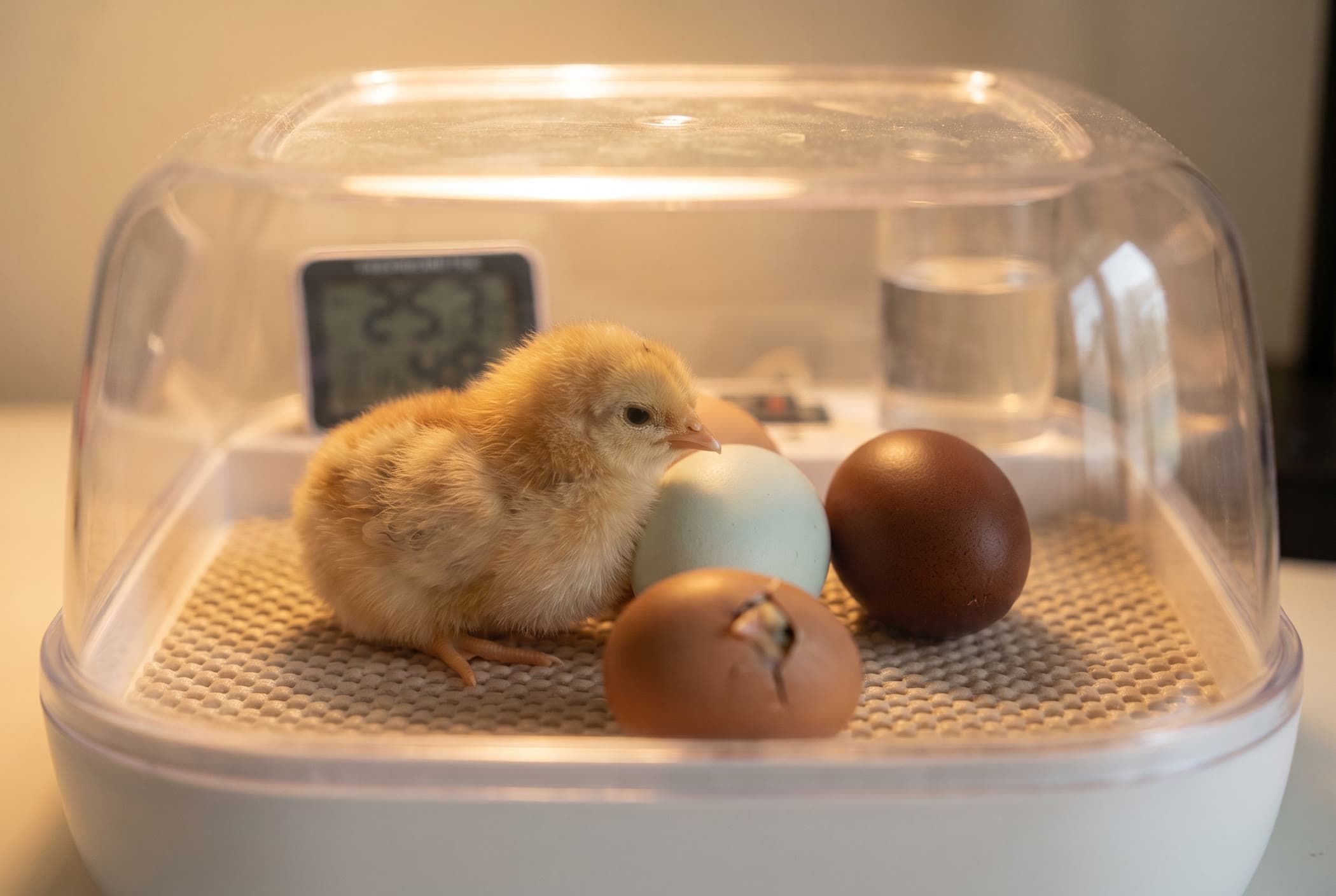 A just-hatched chick resting beside blue and chocolate eggs in a tabletop incubator